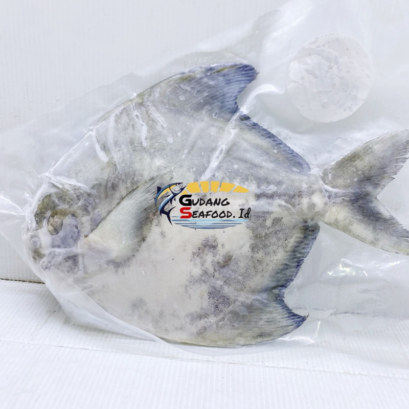 

Ikan bawal Tambak 400/500 gram Per Ekor
