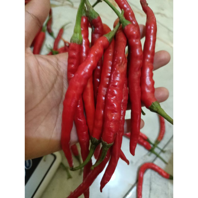 

Cabe merah kriting