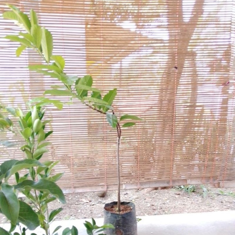 bibit buah black sapote okulasi tinggi 130cm