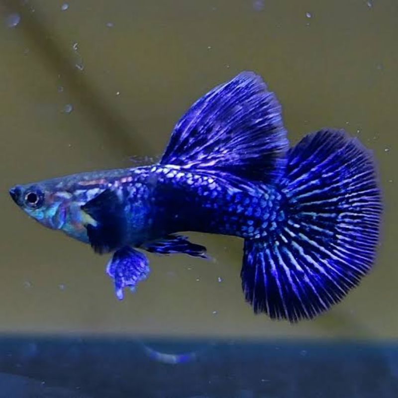 hiasan aquarium ikan hias Guppy purple dragon sepasang