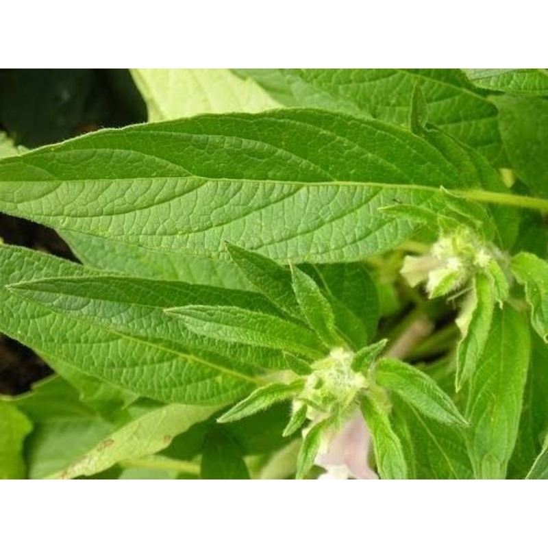 

DAUN BATANG KIRINYUH / KOPASANDA SEGAR FRESH MURAH 1kg