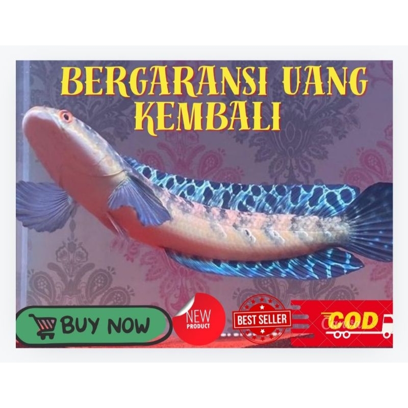 YS MARU BATIK / YS MARU 9-10CM / SORTIRAN TERBAIK / KUALITAS PREMIUM/ BERGARANSI