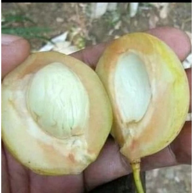 

Buah pala muda utuh segar 1kg