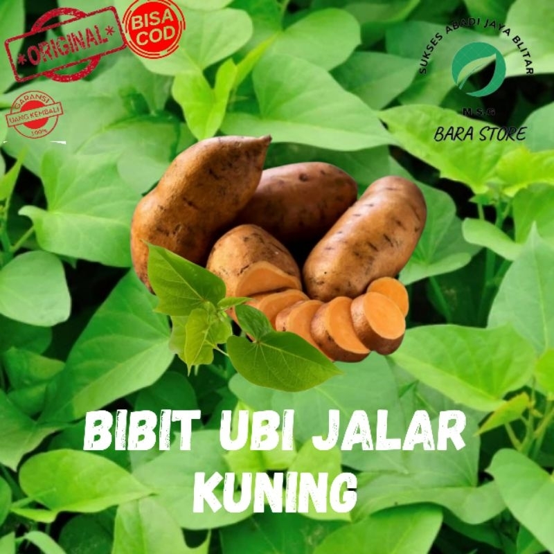 Bibit ubi jalar kuning