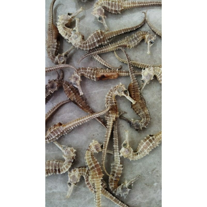 

Kuda Laut Asli Karimun Jawa Ukuran 13cm