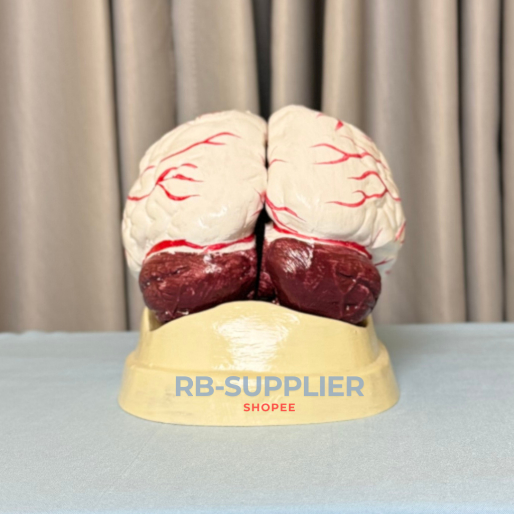 

Zyd Torso Model Otak Manusia-Alat Peraga Pendidikan-Anatomi Otak