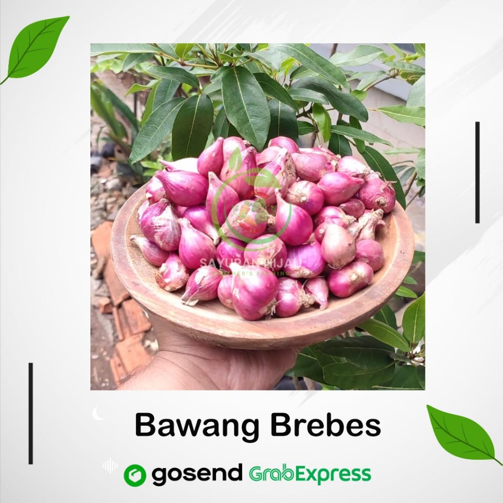 

Bawang Merah Brebes Segar Berkualitas 1Kg