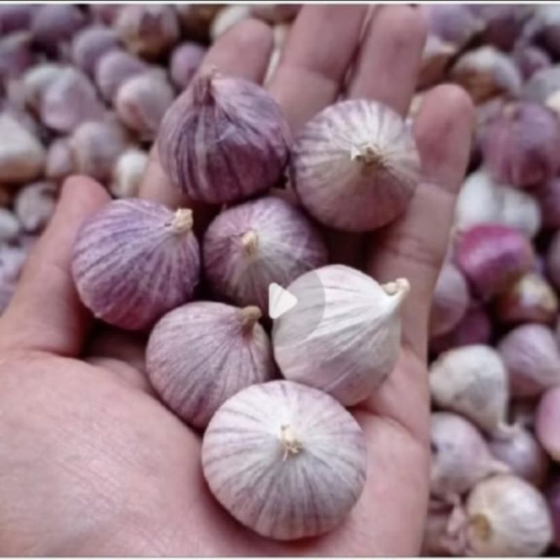 

Bawang Tunggal UNGU/Bawang Lanang Fresh 1 Kg
