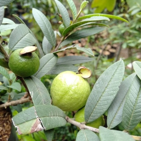 BIBIT TANAMAN JAMBU HIAS JAMBU BIJI MINI // JAMBU KERIKIL BERBUNGA