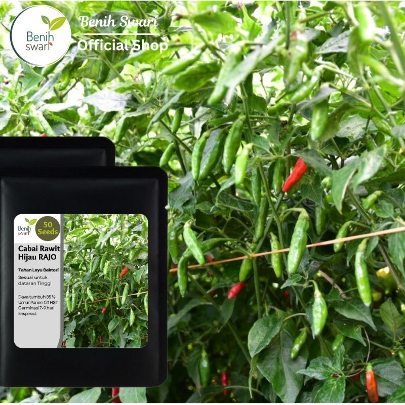 Benih Swari: (isi 50 Butir) Benih Cabai Rawit Hijau RAJO
