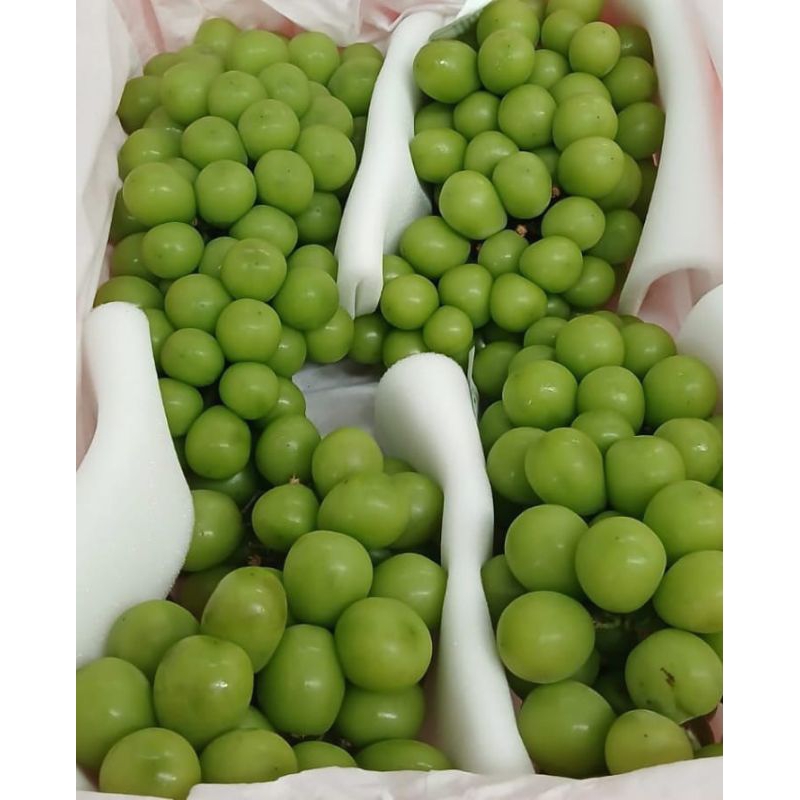 

ANGGUR MUSCAT CURA