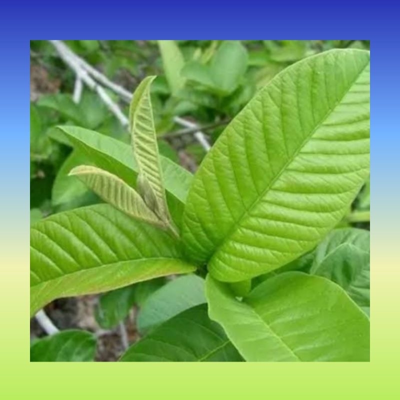 

Daun jambu fresh langsung petik | Daun jambu biji | Daun jambu obat herbal | Daun jambu segar