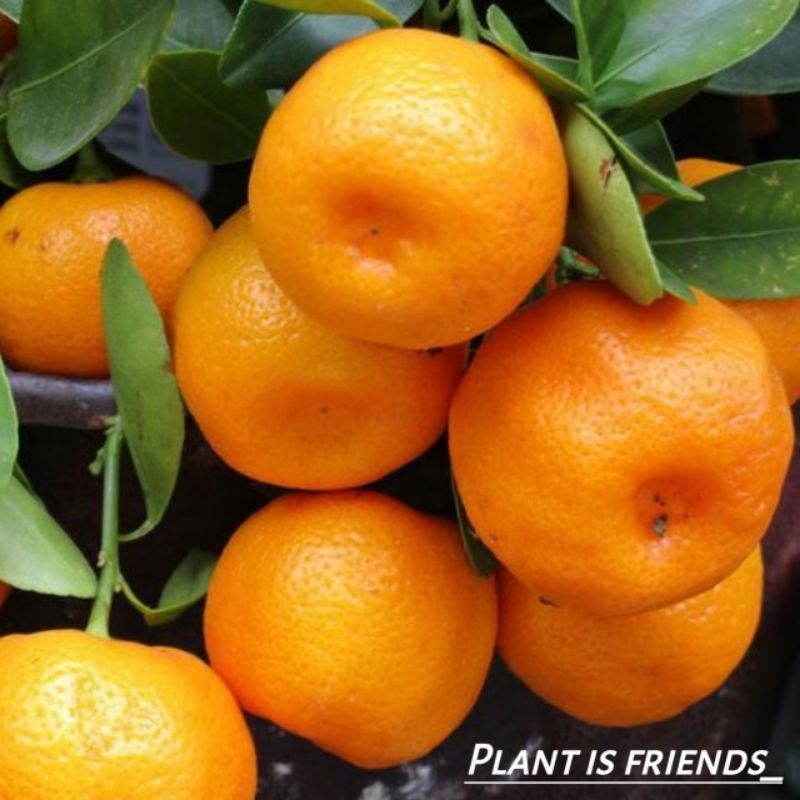 BIBIT JERUK MANDARIN MANIS BERBUAH CEPAT JERUK PONKAN MANDARIN