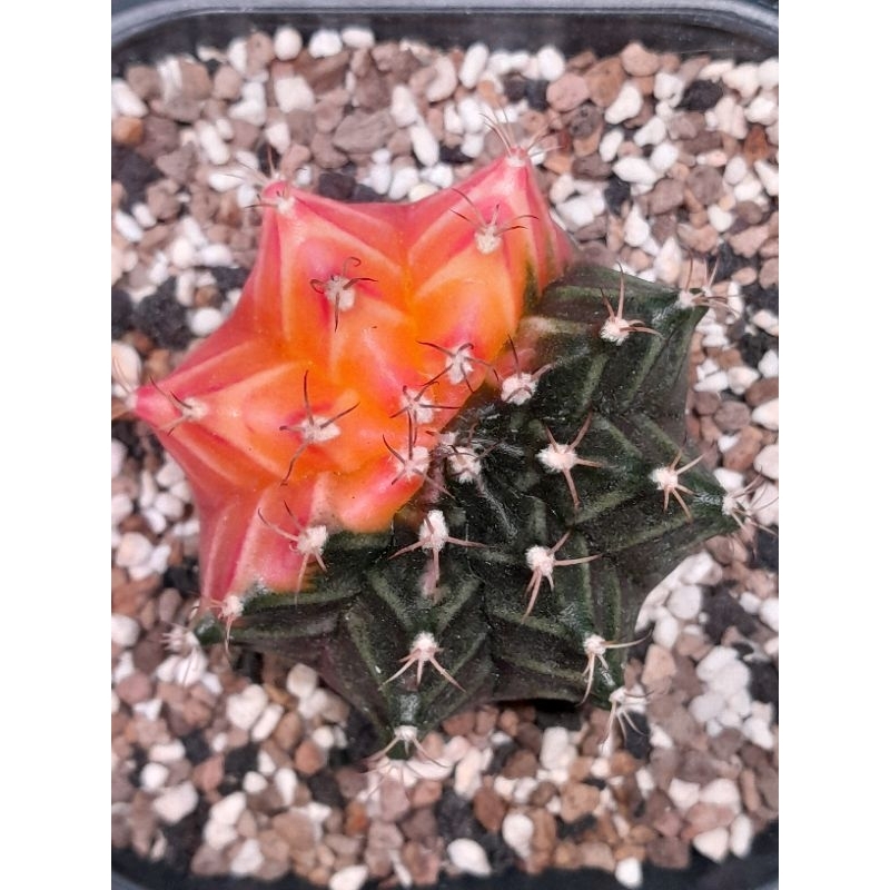 Kaktus hybrid gymno/miha/lb varigata 10