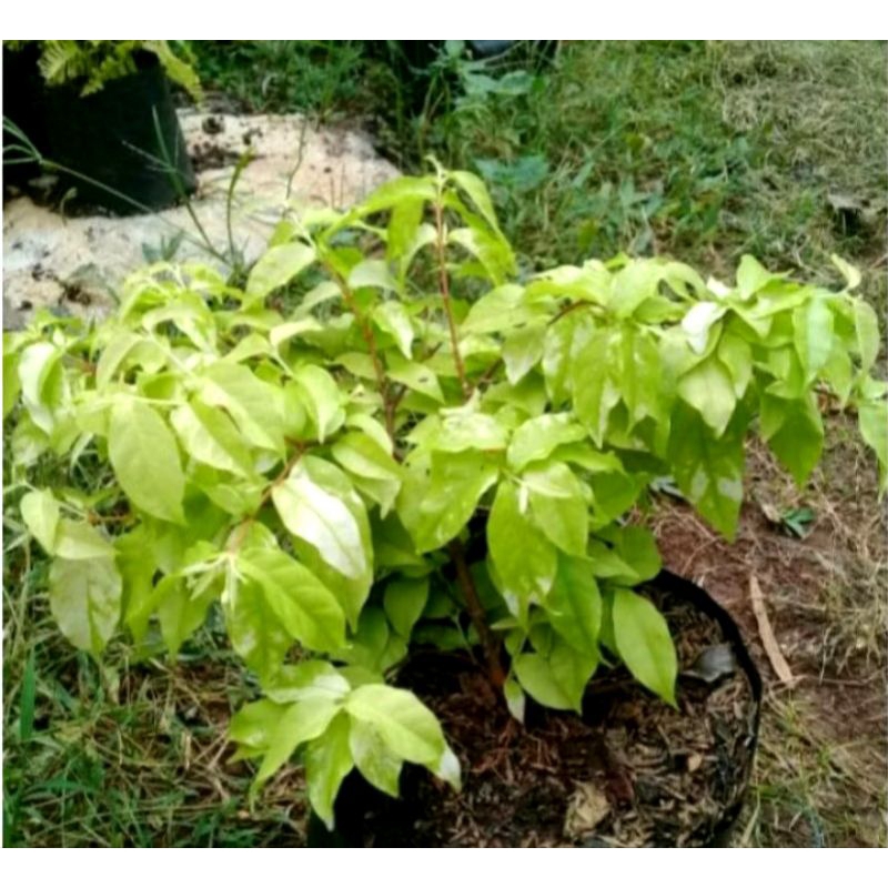 Tanaman hias pohon anting putri