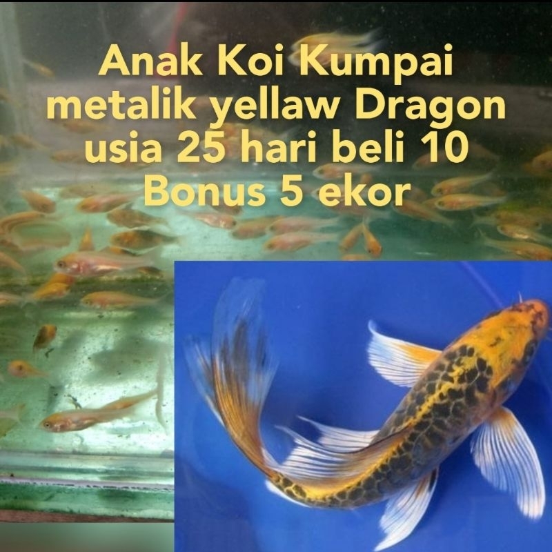 

Bhingkaai Y3l4w