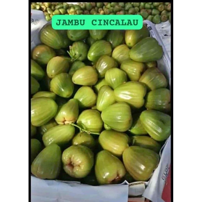 

JAMBU AIR CINGCALO MANIS SEGAR DIJAMIN ASLI