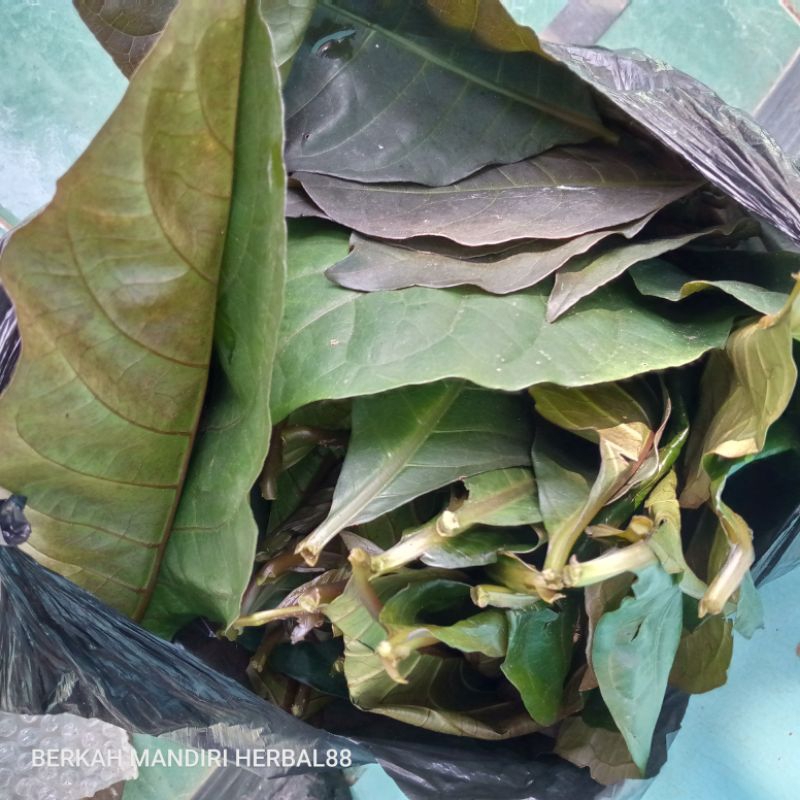 

daun handelem/daun ungu segar/200gram