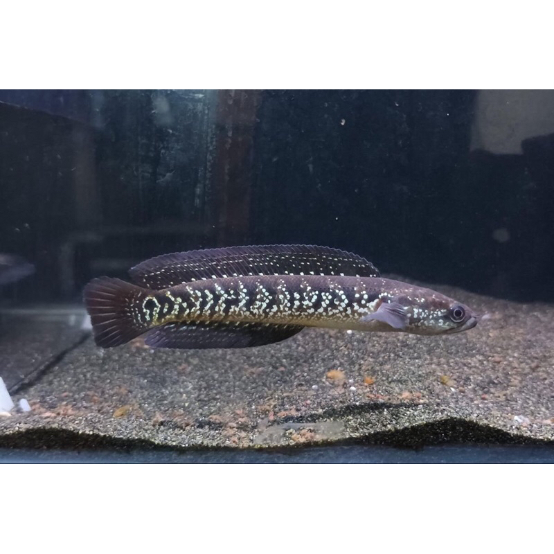 kebutuhan aquarium chana asiatica ws pure