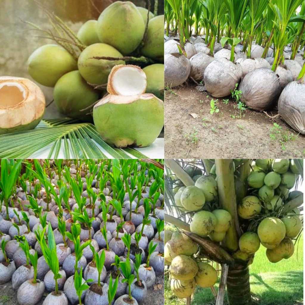 Bibit Pohon Kelapa Hijau,Bibit Pohon Kelapa Kopyor