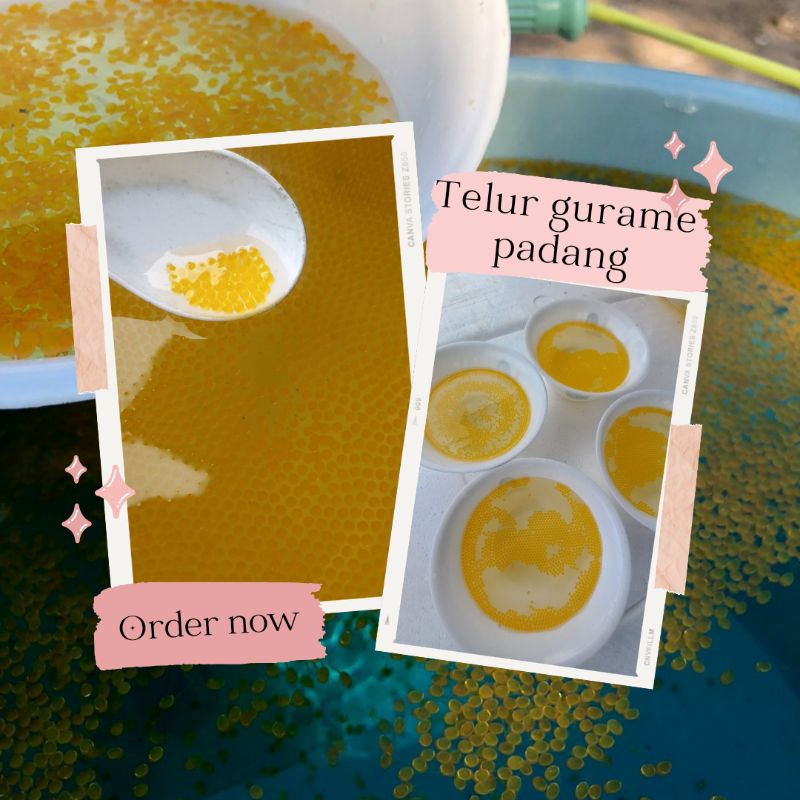 bibit telur gurame padang isi 1000-bibit telur gurame padang