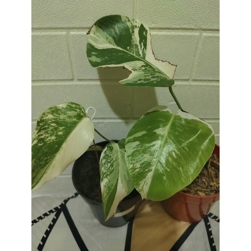 Monstera varigata White tiger