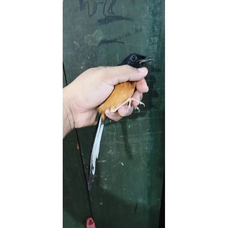 ND3 murai batu mh ekor panjang jantan pilihan