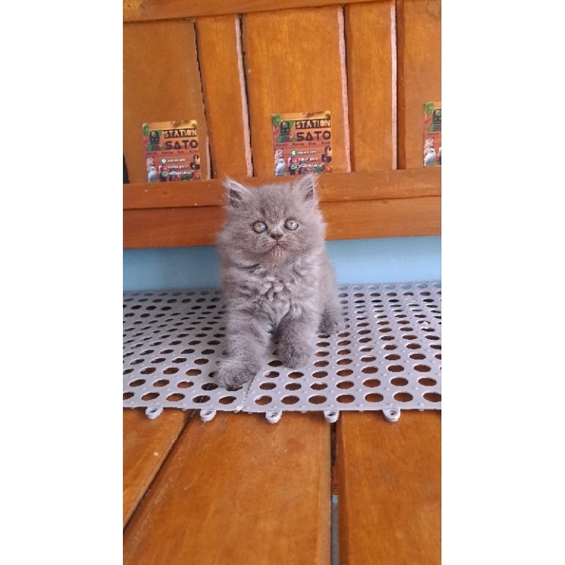 Kitten persia abu solid longhair