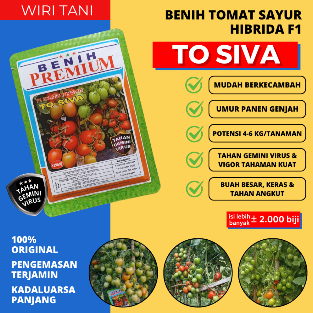 (±2.000 Biji) Benih Bibit Tomat Hibrida F1 Tahan Virus TO SIVA Benih Premium | Tomat Tahan Layu, bua