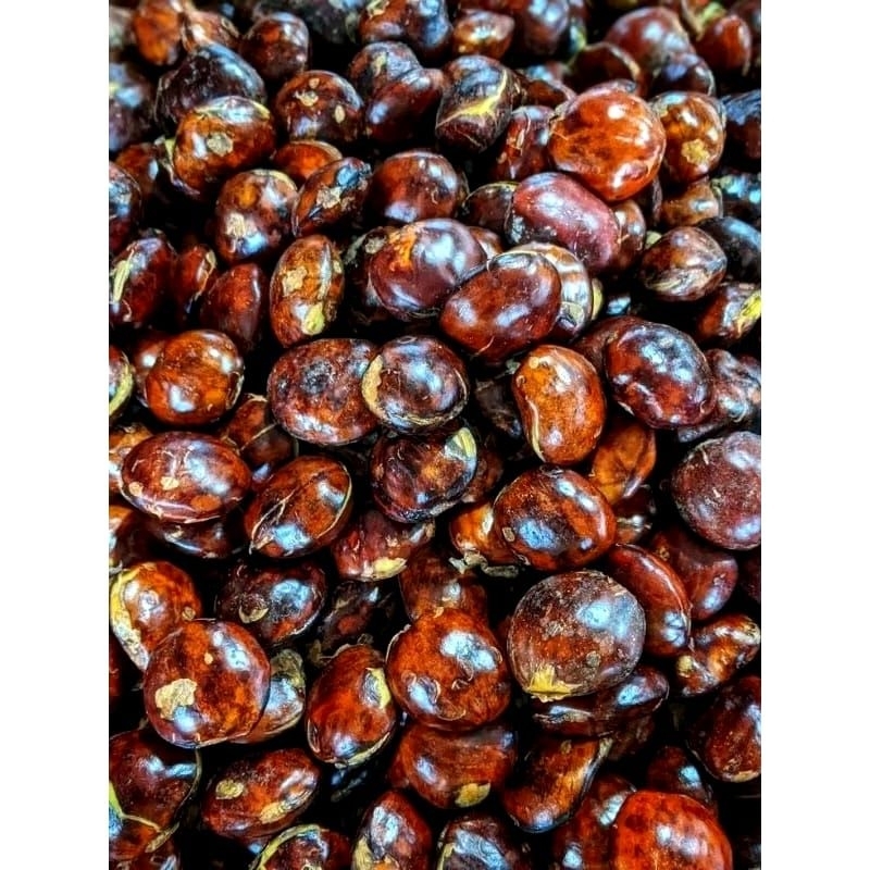

PROMO !!! Jengkol Besar Segar
