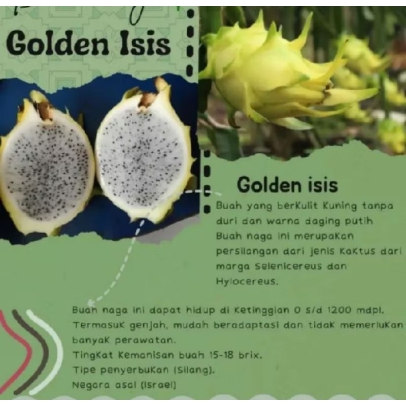 

bibitbua naga kuning golden 1 paket isi 5 cuma 20rb