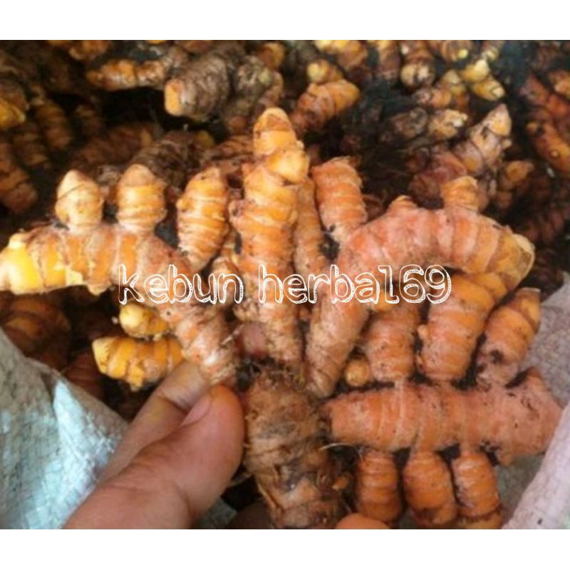 

Paket irit 200gr kunyit bumbu segar