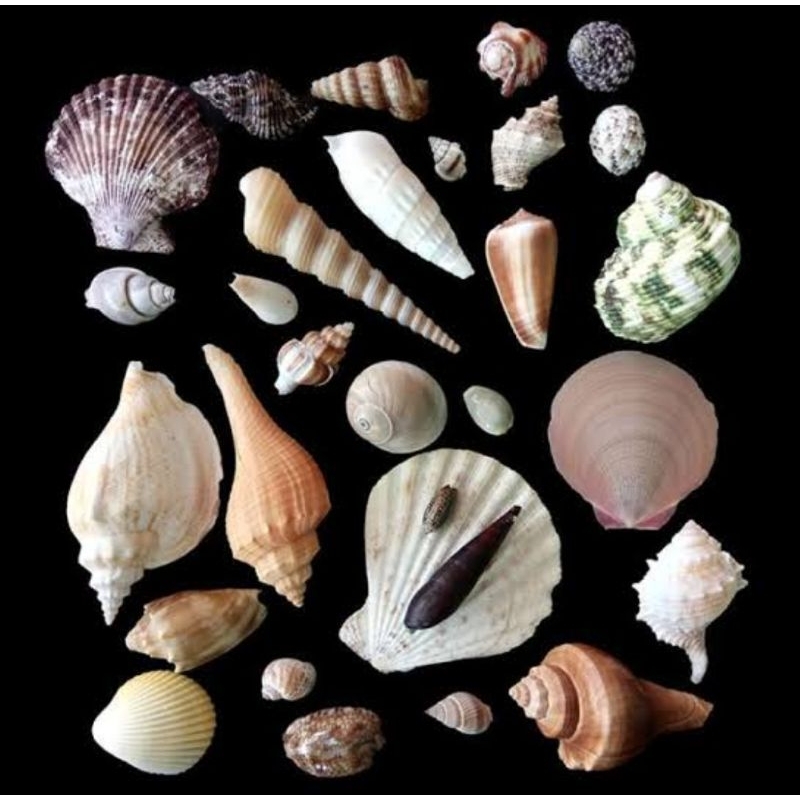 TERMURAH Kerang Hias Untuk Aquarium Akuarium | Bersih Bahan Prakarya