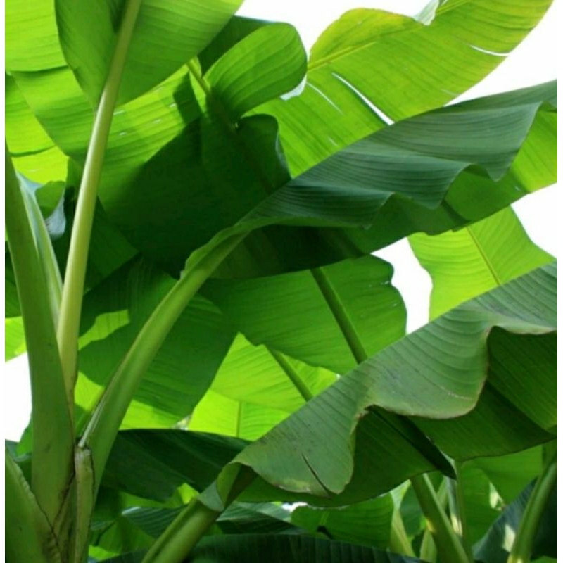 

Daun pisang segar dari petani