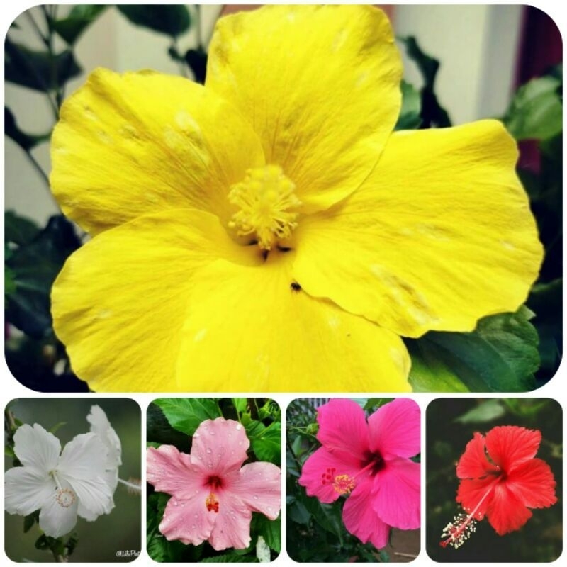 Paket 5 tanaman hias kembang sepatu hibiscus jumbo murah