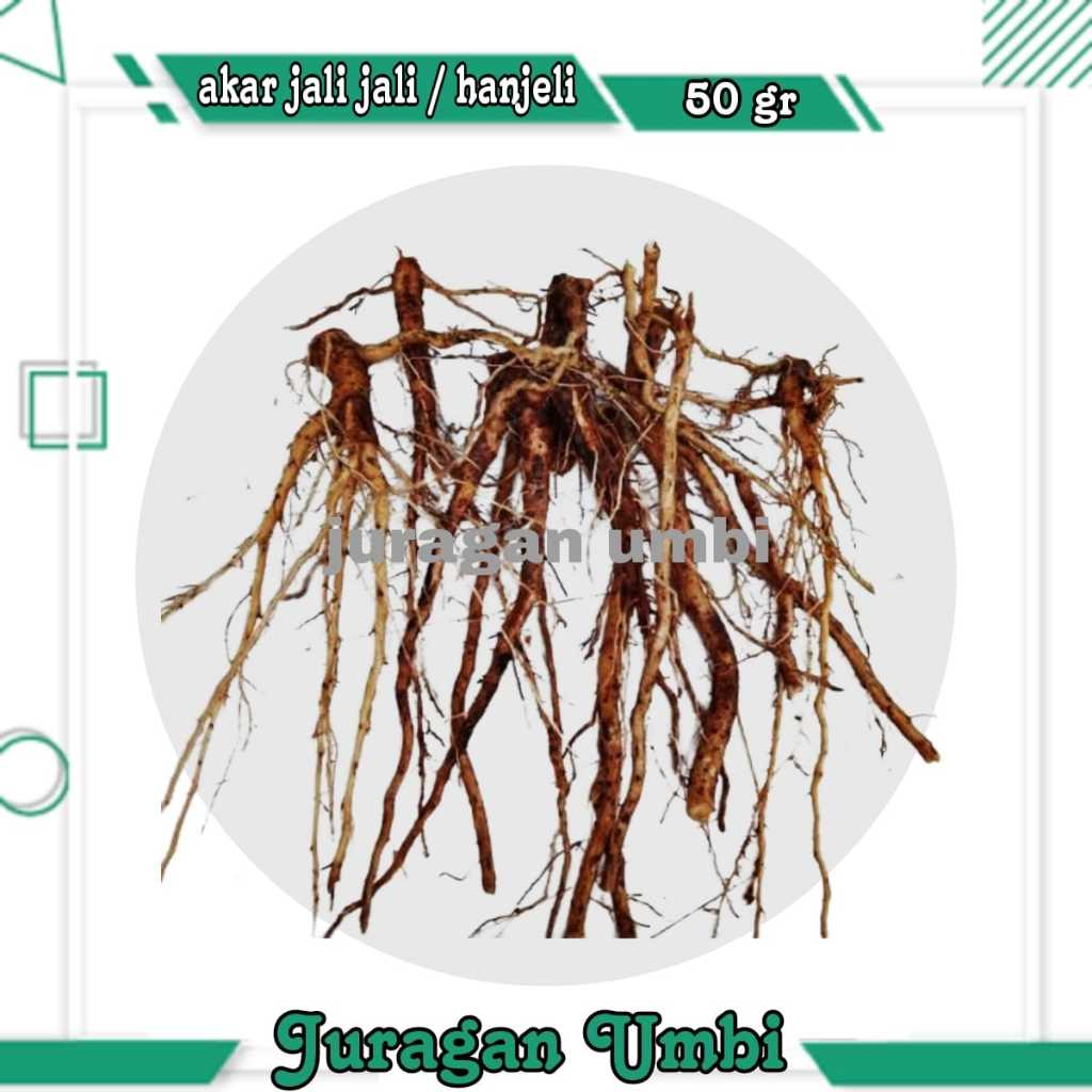 

Akar jali jali | akar hanjeli 50grm | akar segar