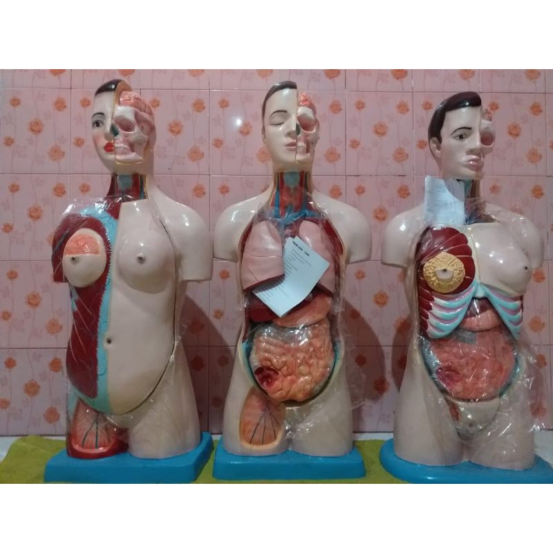 

model anatomi torso wanita 90cm
