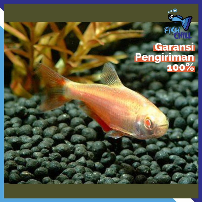 Hiasan Aquarium • ALBINO BUOINES AIRES TETRA • Aquascape Soliter Mini Lampu LED Batu Pasir Malang Ak