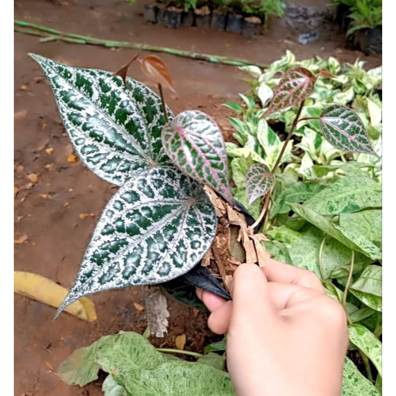 Tanaman hias hidup herbal sirih merah