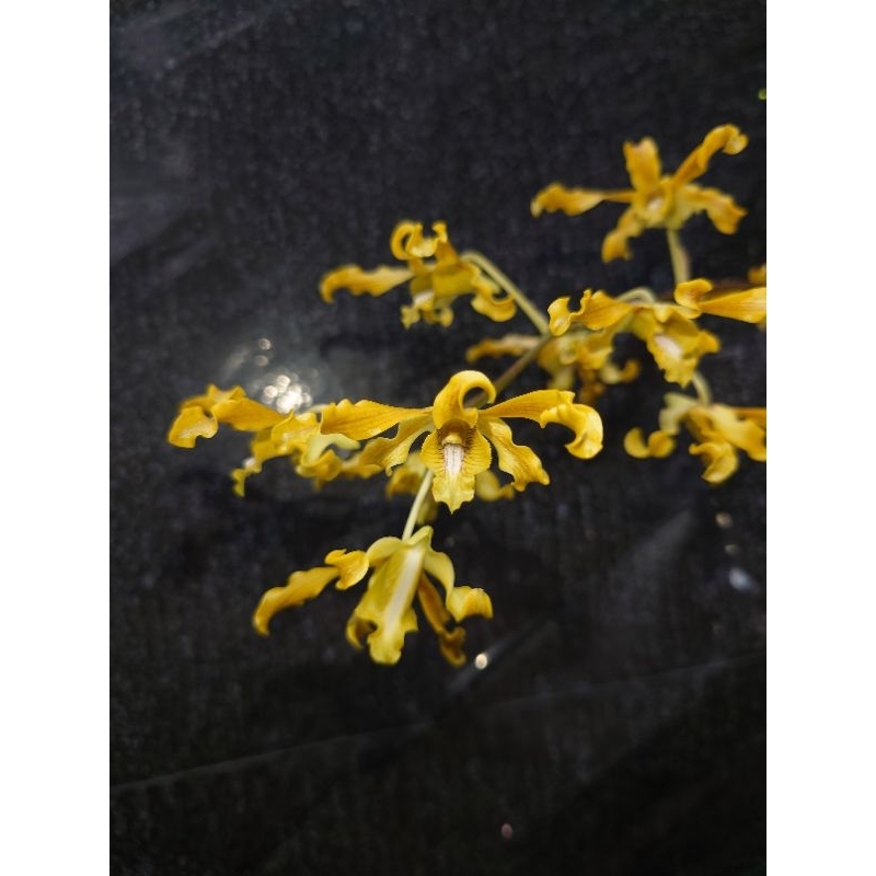 Dendrobium discolor x schulleri