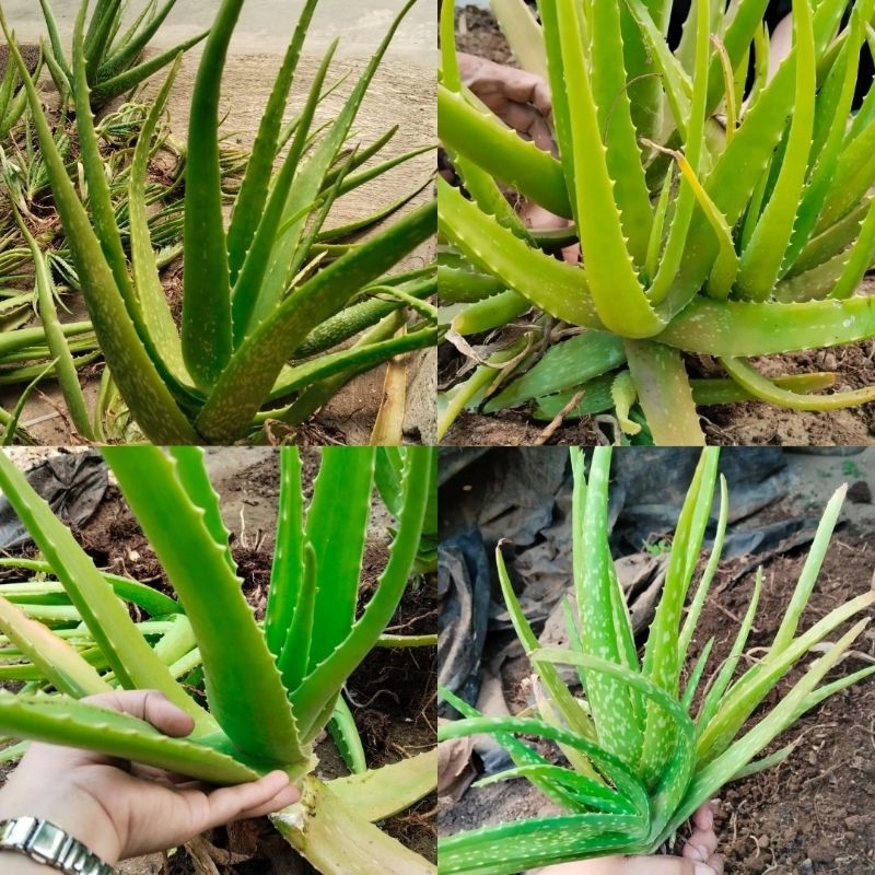 Lidah buaya asli 100%, Lidah Buaya jumbo, Lidah buaya Asli