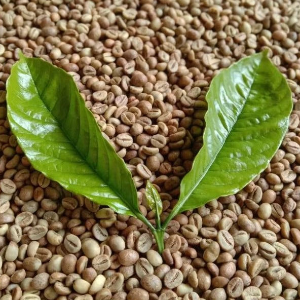 

FINE ROBUSTA KELOMPOK TANI ARABICA LESTARI BLITAR 4KG