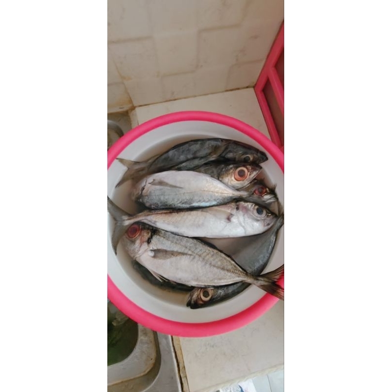 

ikan kembung 500 gr