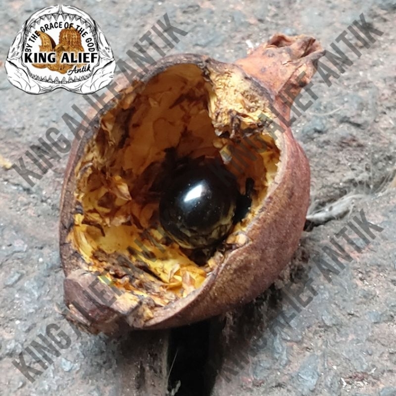 Batu Permata Merah Delima Dalam Buah Delima Alami Bentuk Oval Semi Tetes Air Water Drop Exclusive