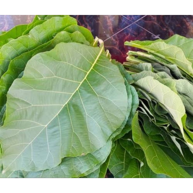 

Daun jati jawa segar petik langsung 500 gram-az