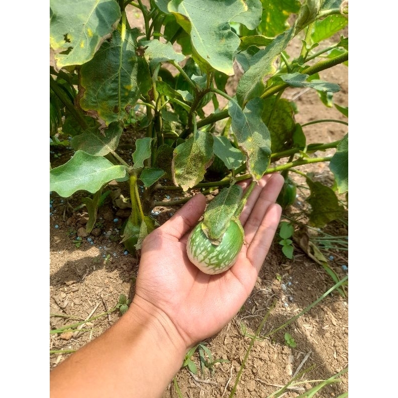

terong bulat, terong lalap 1kg fresh langsung petik dikebun