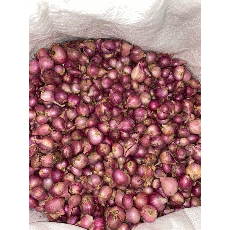 

bawang merah probolinggo tanggung besar