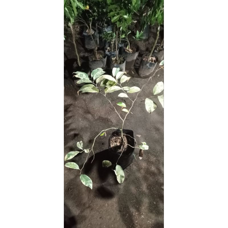 Bibit Kenitu Varigata