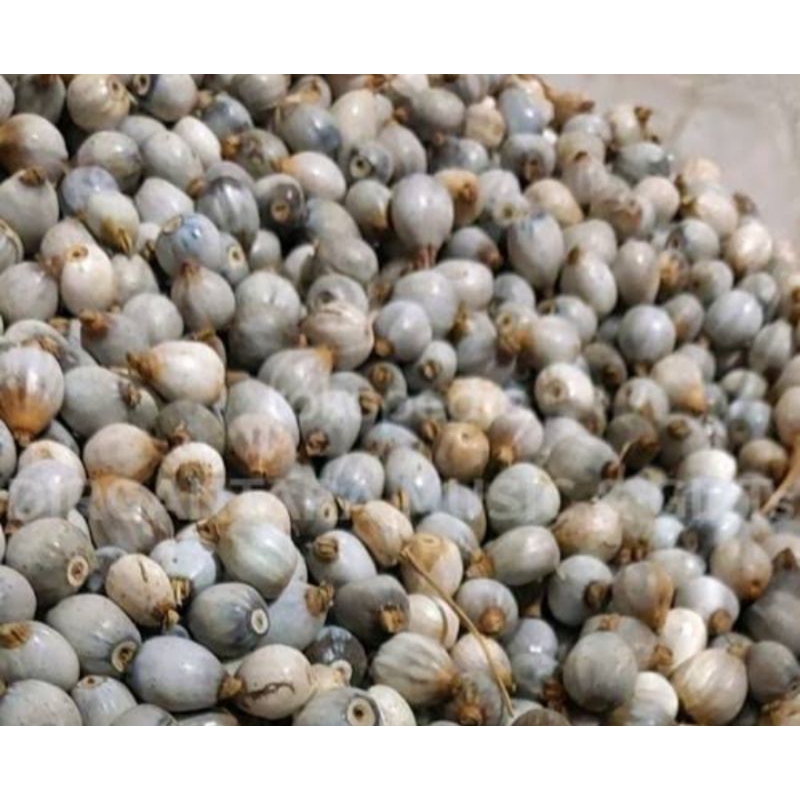

biji jali 1pack isi 100pcs