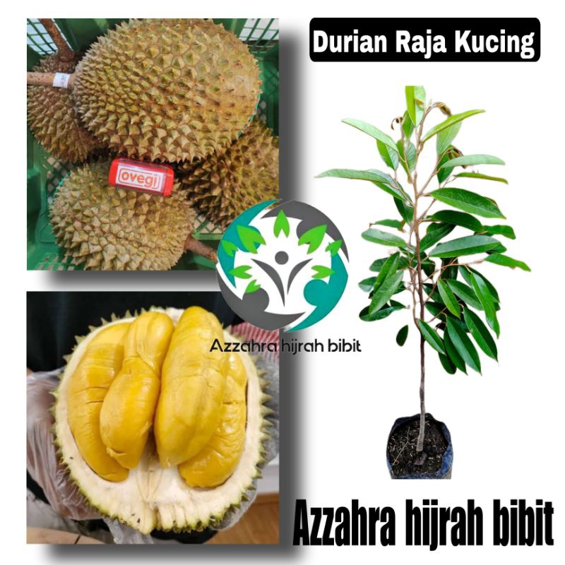 bibit durian Raja Kucing